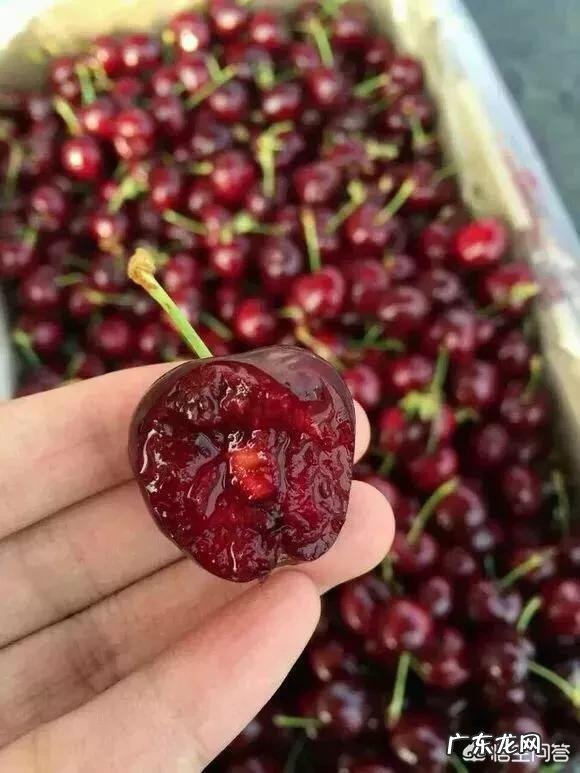 车厘子为什么比很多水果都贵？