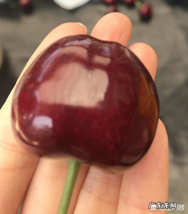 车厘子为什么比很多水果都贵？