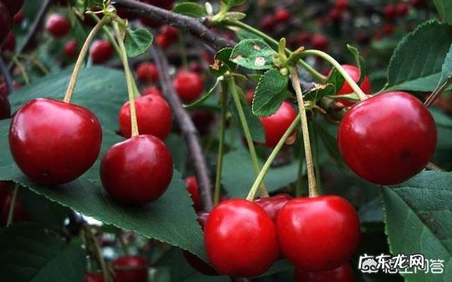 车厘子为什么比很多水果都贵？