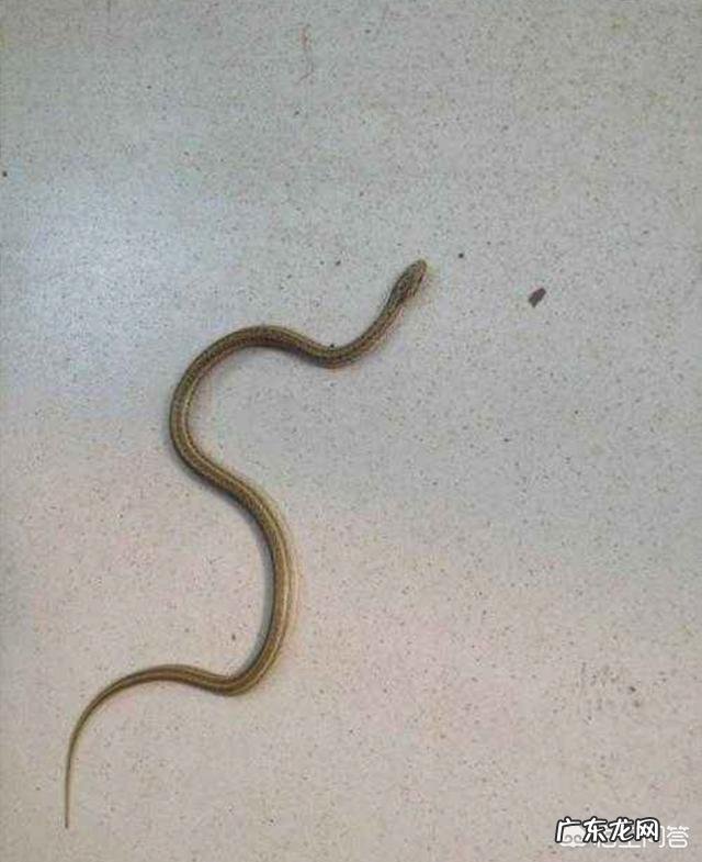 在农村里,为什么有些人家里经常有蛇出现,是什么原因?