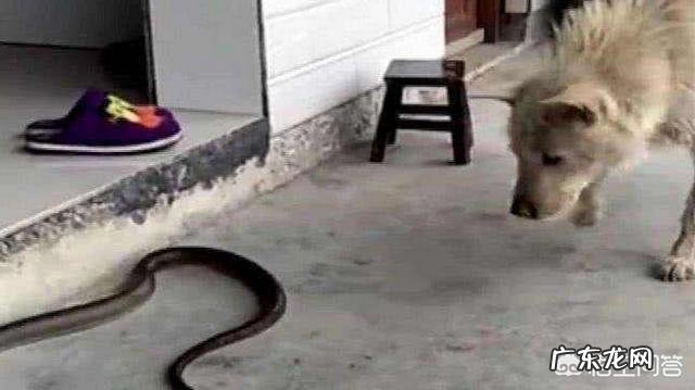 在农村里，为什么有些人家里经常有蛇出现，是什么原因？