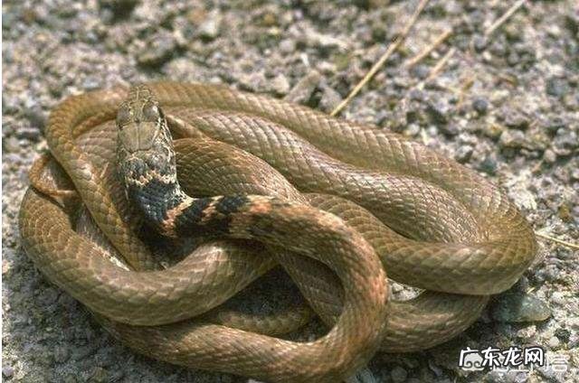 在农村里,为什么有些人家里经常有蛇出现,是什么原因?