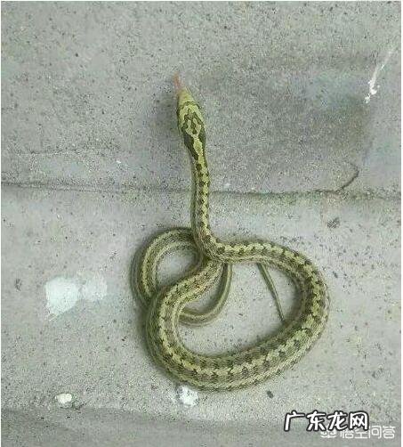 在农村里,为什么有些人家里经常有蛇出现,是什么原因?