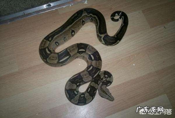 在农村里,为什么有些人家里经常有蛇出现,是什么原因?