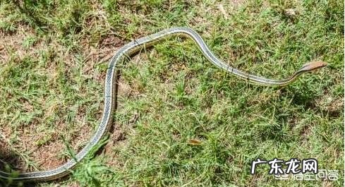 在农村里,为什么有些人家里经常有蛇出现,是什么原因?