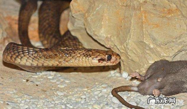 在农村里，为什么有些人家里经常有蛇出现，是什么原因？