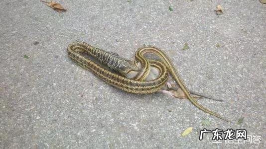 在农村里,为什么有些人家里经常有蛇出现,是什么原因?