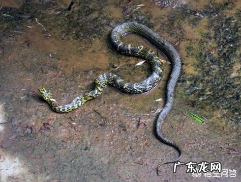 在农村里,为什么有些人家里经常有蛇出现,是什么原因?