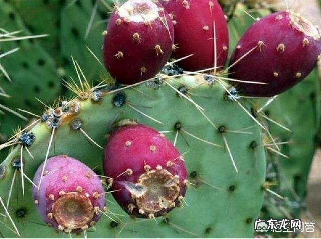 仙人掌结的果子是什么?