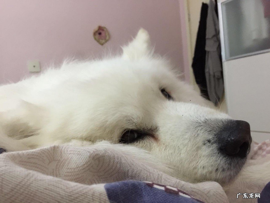 狗狗泪痕严重怎么办