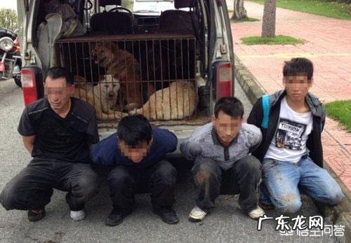 偷狗贼被围殴致死，法院肯定见义勇为但构成犯罪，9人均获刑，你怎么看？