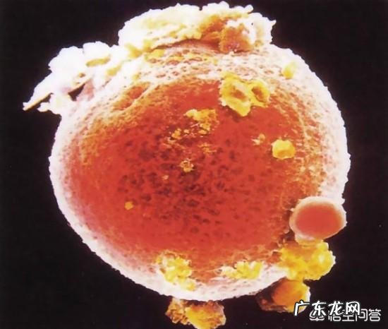 卵子质量差，做不了试管，怎样提高卵子质量呢？