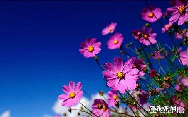 什么样的文章才可以叫做美文？