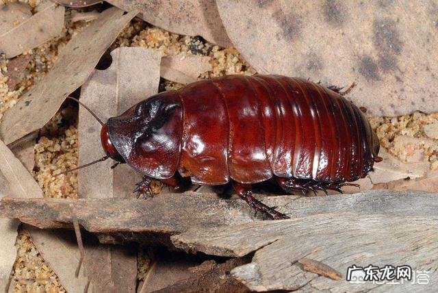 家里经常有蟑螂出没,该怎么办?