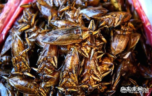 家里经常有蟑螂出没,该怎么办?