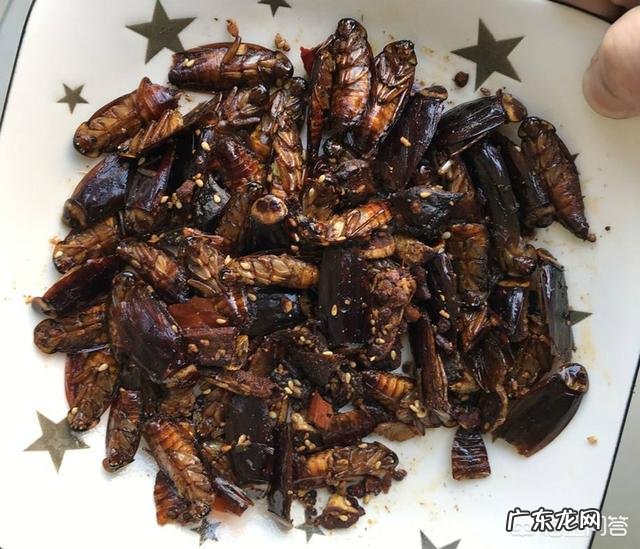 家里经常有蟑螂出没,该怎么办?