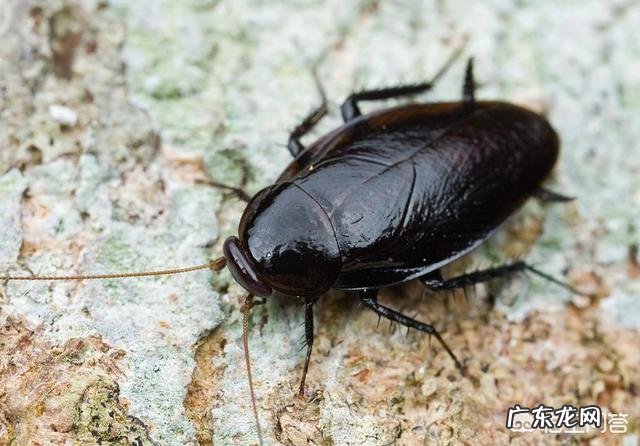 家里经常有蟑螂出没,该怎么办?