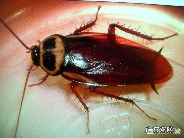 家里经常有蟑螂出没,该怎么办?