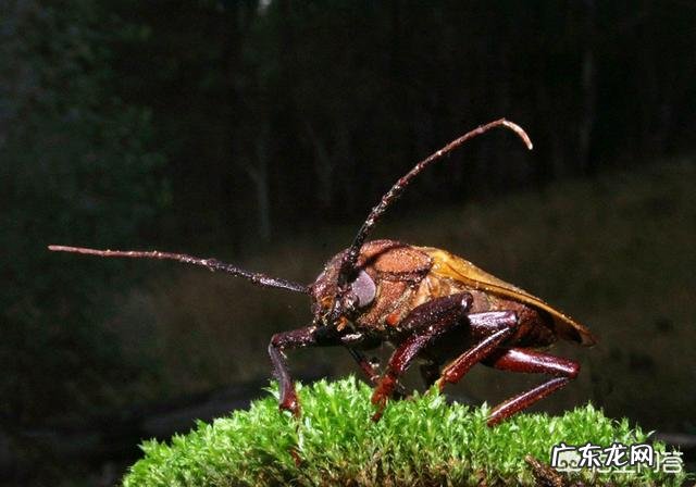 家里经常有蟑螂出没,该怎么办?