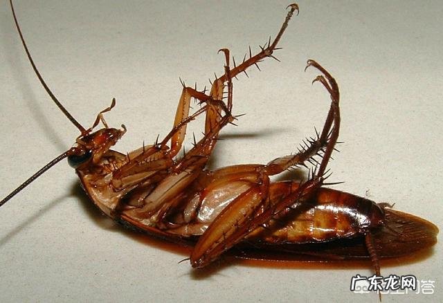 家里经常有蟑螂出没,该怎么办?