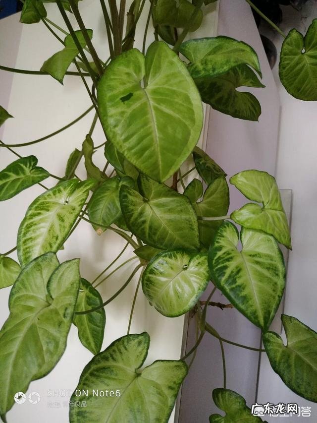 5月20号发什么朋友圈合适?