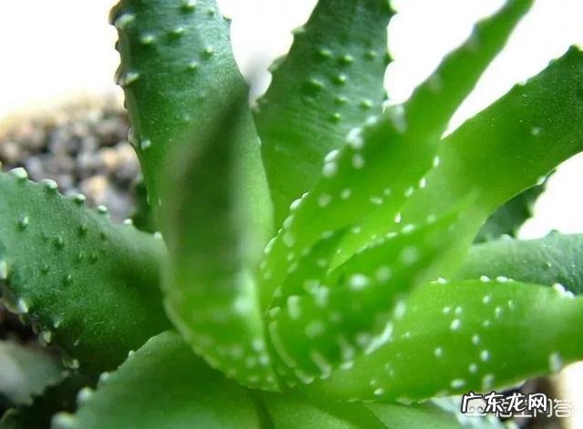 怎样养芦荟能让芦荟爆盆?