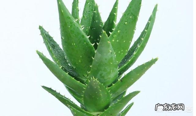 怎样养芦荟能让芦荟爆盆?