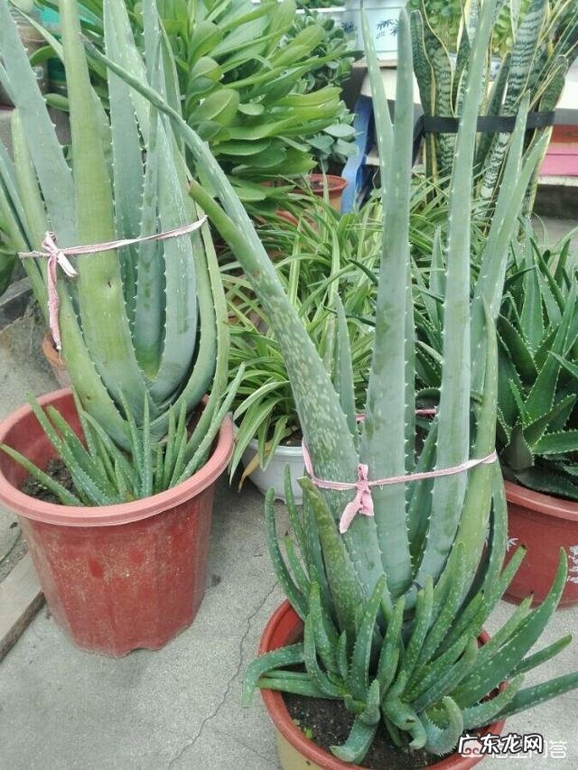 怎样养芦荟能让芦荟爆盆?