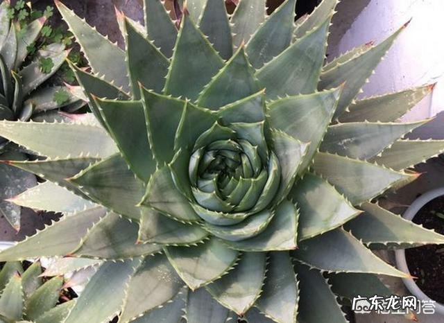 怎样养芦荟能让芦荟爆盆?