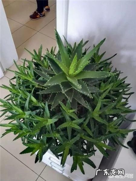 怎样养芦荟能让芦荟爆盆？