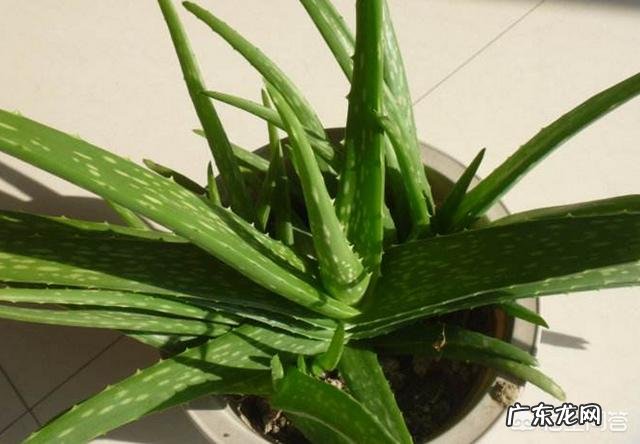 怎样养芦荟能让芦荟爆盆?