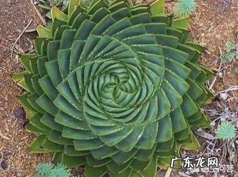 怎样养芦荟能让芦荟爆盆？