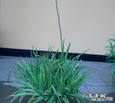 怎样养芦荟能让芦荟爆盆?