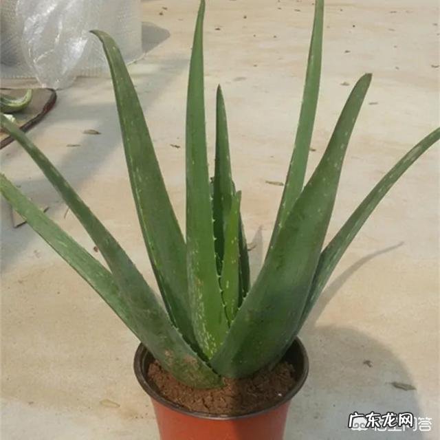 怎样养芦荟能让芦荟爆盆？