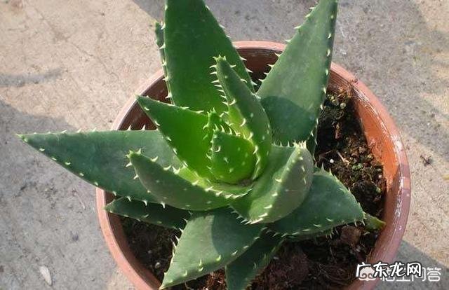 怎样养芦荟能让芦荟爆盆?