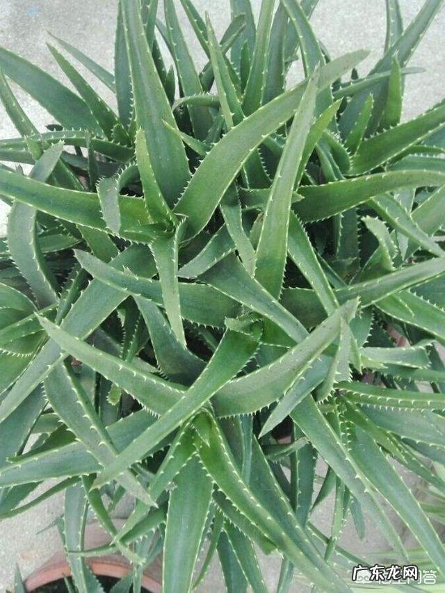 怎样养芦荟能让芦荟爆盆?