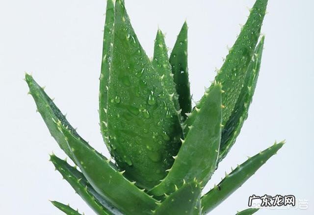 怎样养芦荟能让芦荟爆盆?