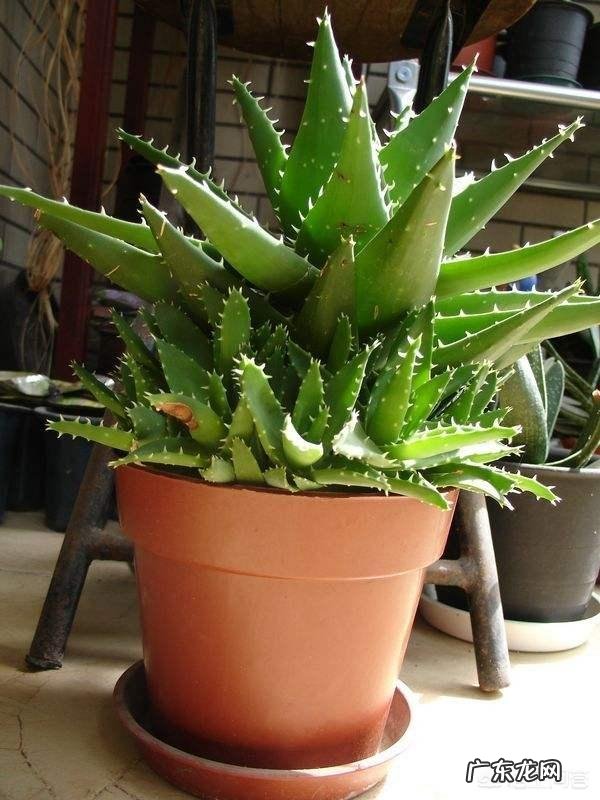 怎样养芦荟能让芦荟爆盆?