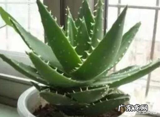 怎样养芦荟能让芦荟爆盆?