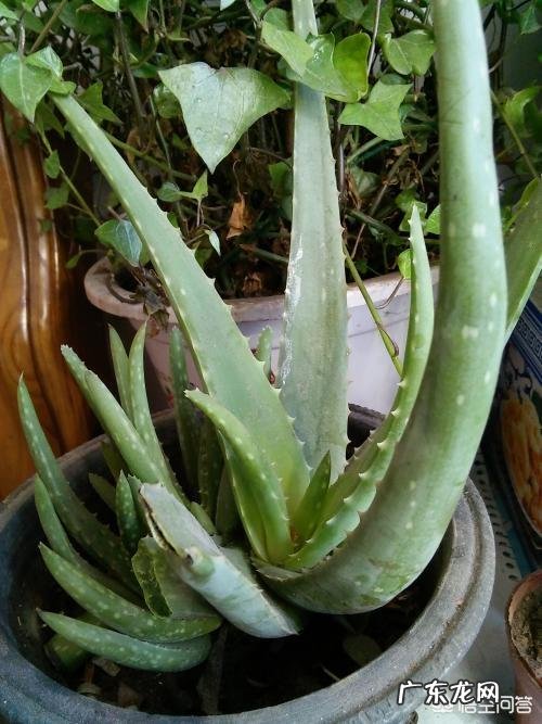 怎样养芦荟能让芦荟爆盆？