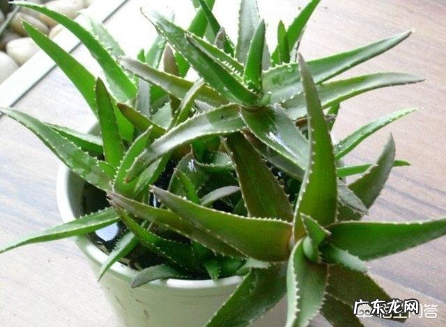 怎样养芦荟能让芦荟爆盆？