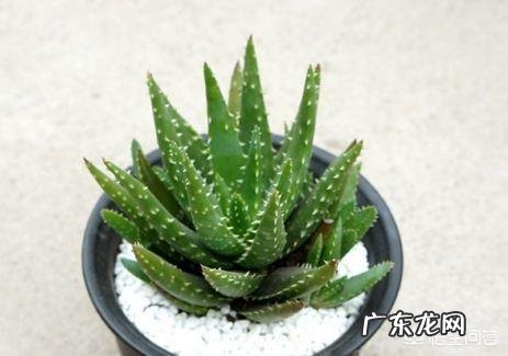 怎样养芦荟能让芦荟爆盆?