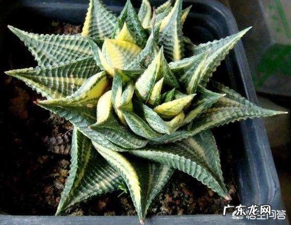 怎样养芦荟能让芦荟爆盆?