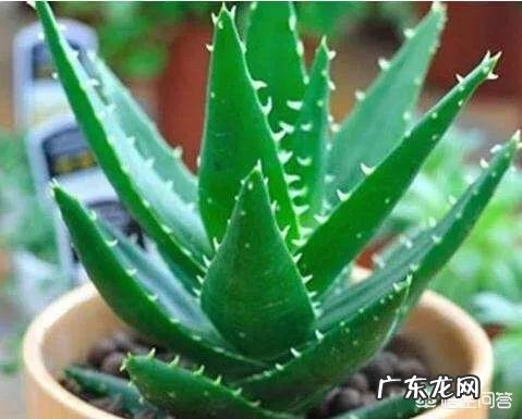 怎样养芦荟能让芦荟爆盆?