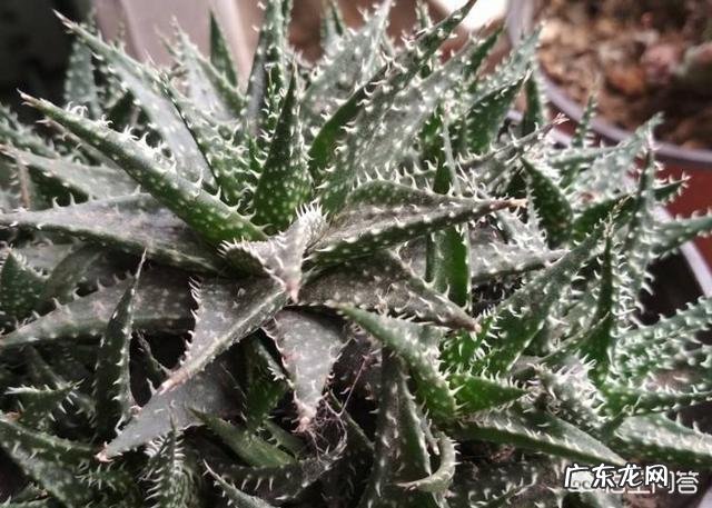 怎样养芦荟能让芦荟爆盆?