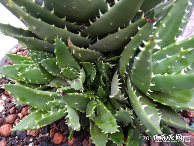怎样养芦荟能让芦荟爆盆?