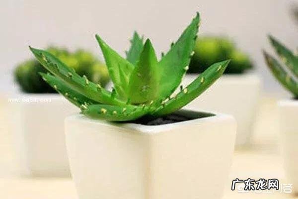 怎样养芦荟能让芦荟爆盆?