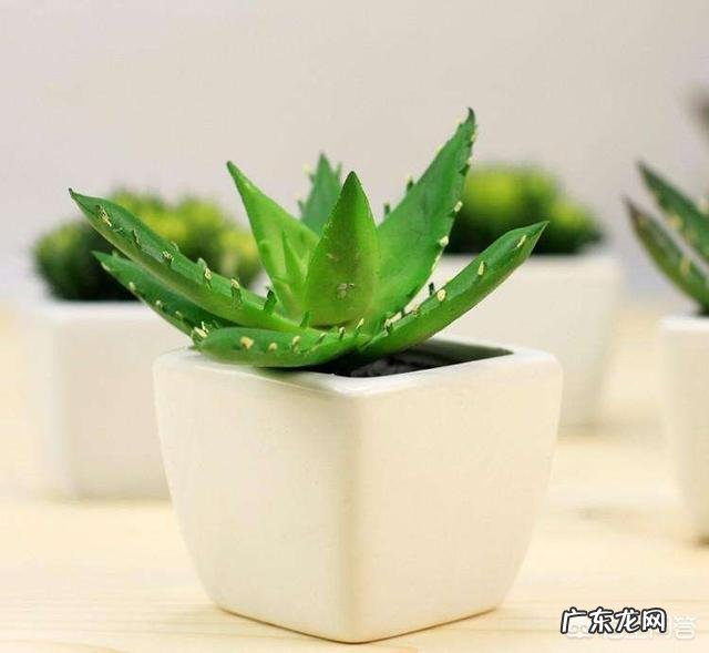 怎样养芦荟能让芦荟爆盆?