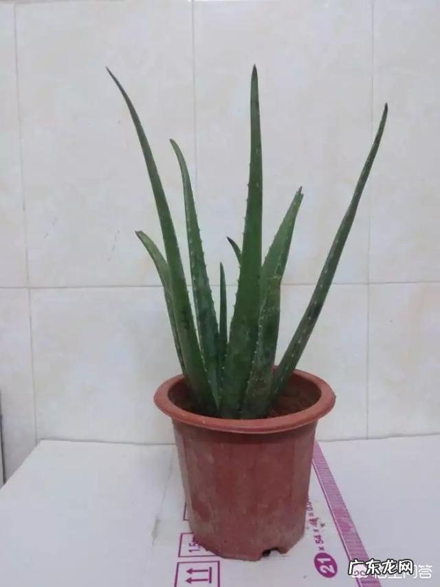 怎样养芦荟能让芦荟爆盆？