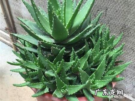 怎样养芦荟能让芦荟爆盆?
